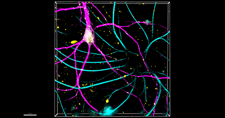 Aging Biology - Intro image 3