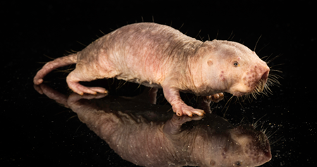 Aging Biology - Intro image 2